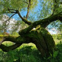 le-jardin-vagabond-memard-aix-les-bains