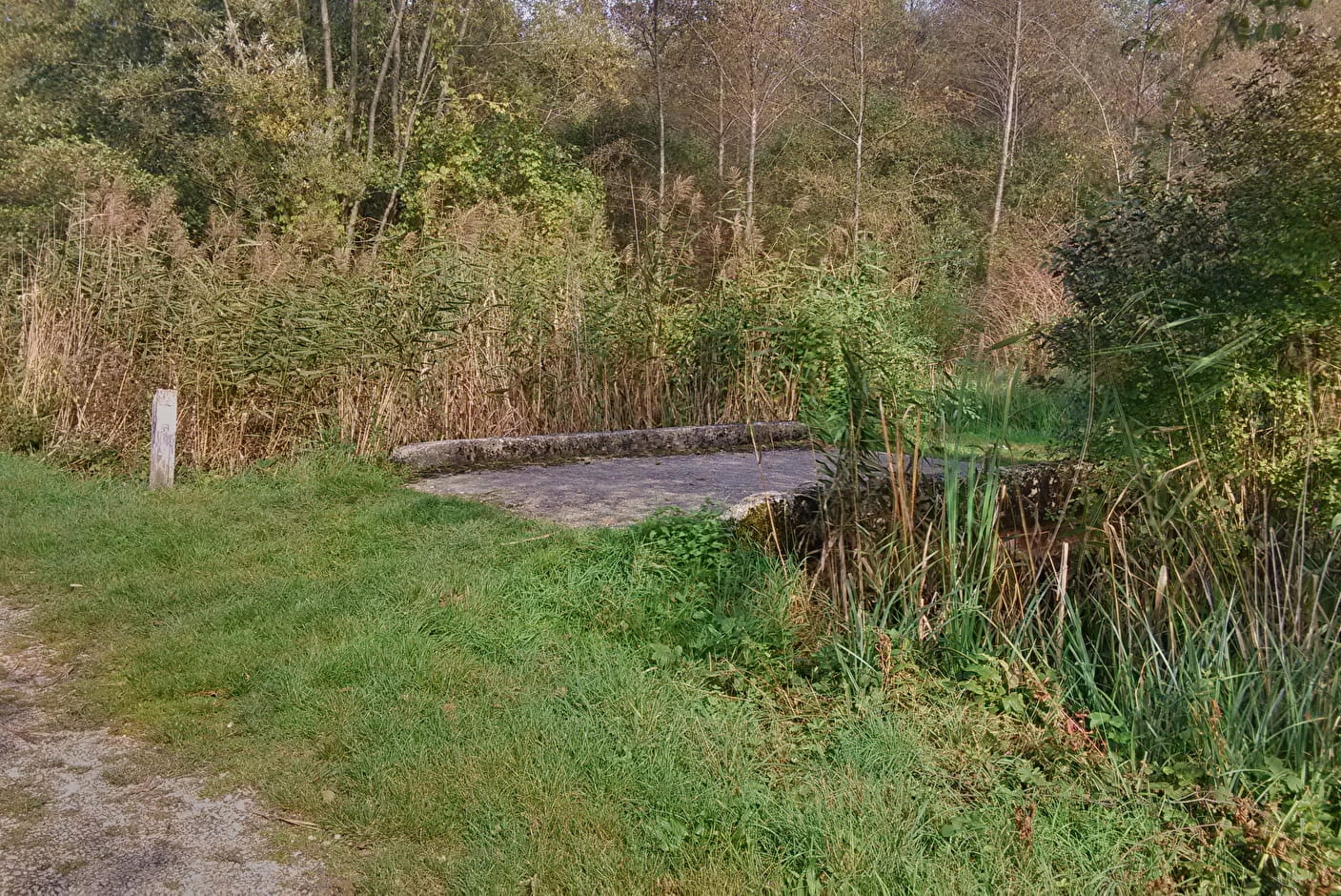 marais d'albens entrelacs lac bourget 02