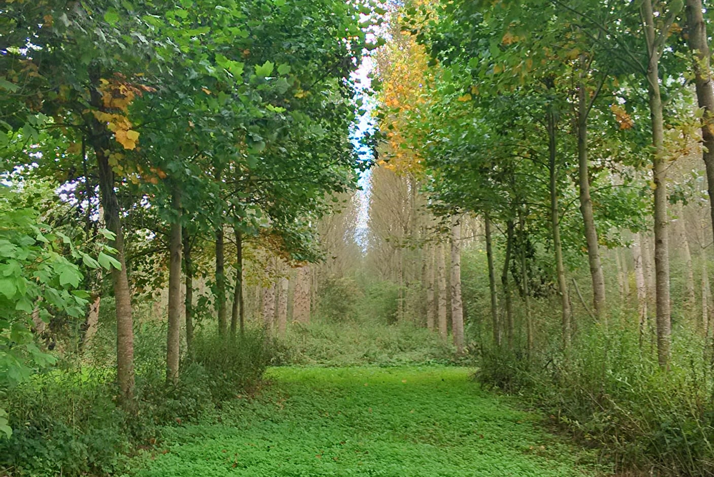 marais d'albens entrelacs lac bourget 04