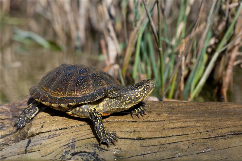 tortue cistude lac du bourget