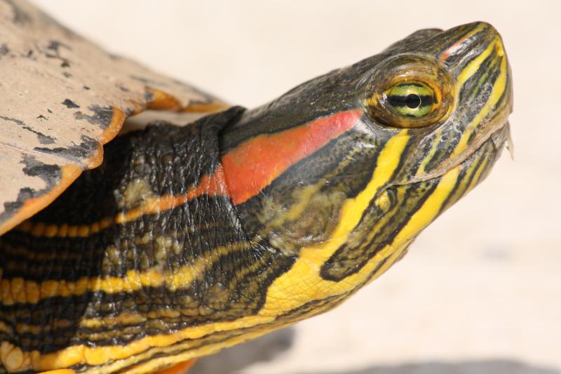 tortue de floride lac du bourget