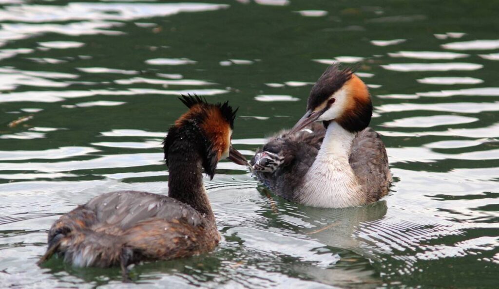 Grèbe huppé Lac du Bourget Tétrao Nature