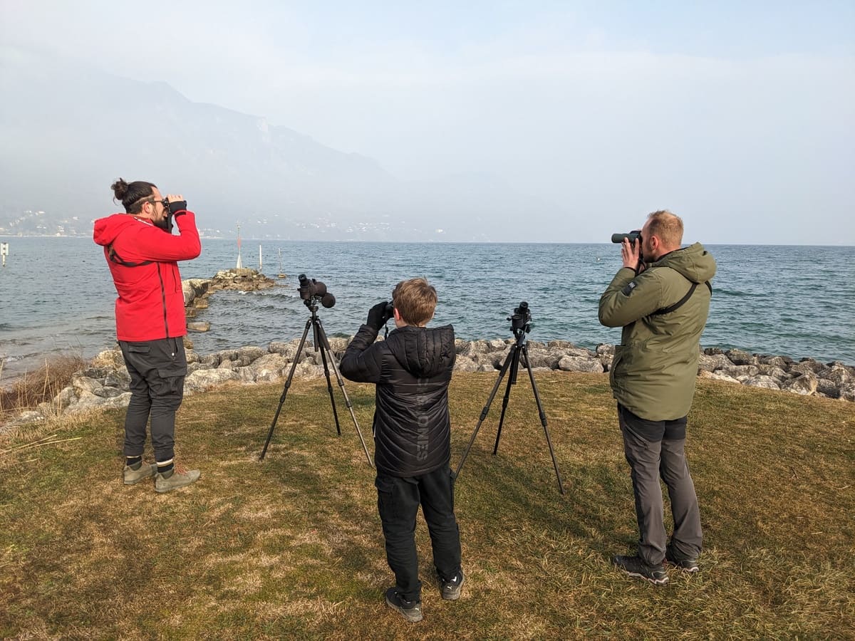 Initiation ornothologie Lac du Bourget