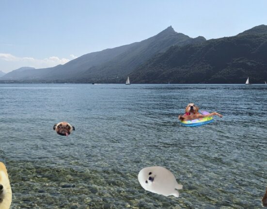 lieux baignade chiens lac du bourget