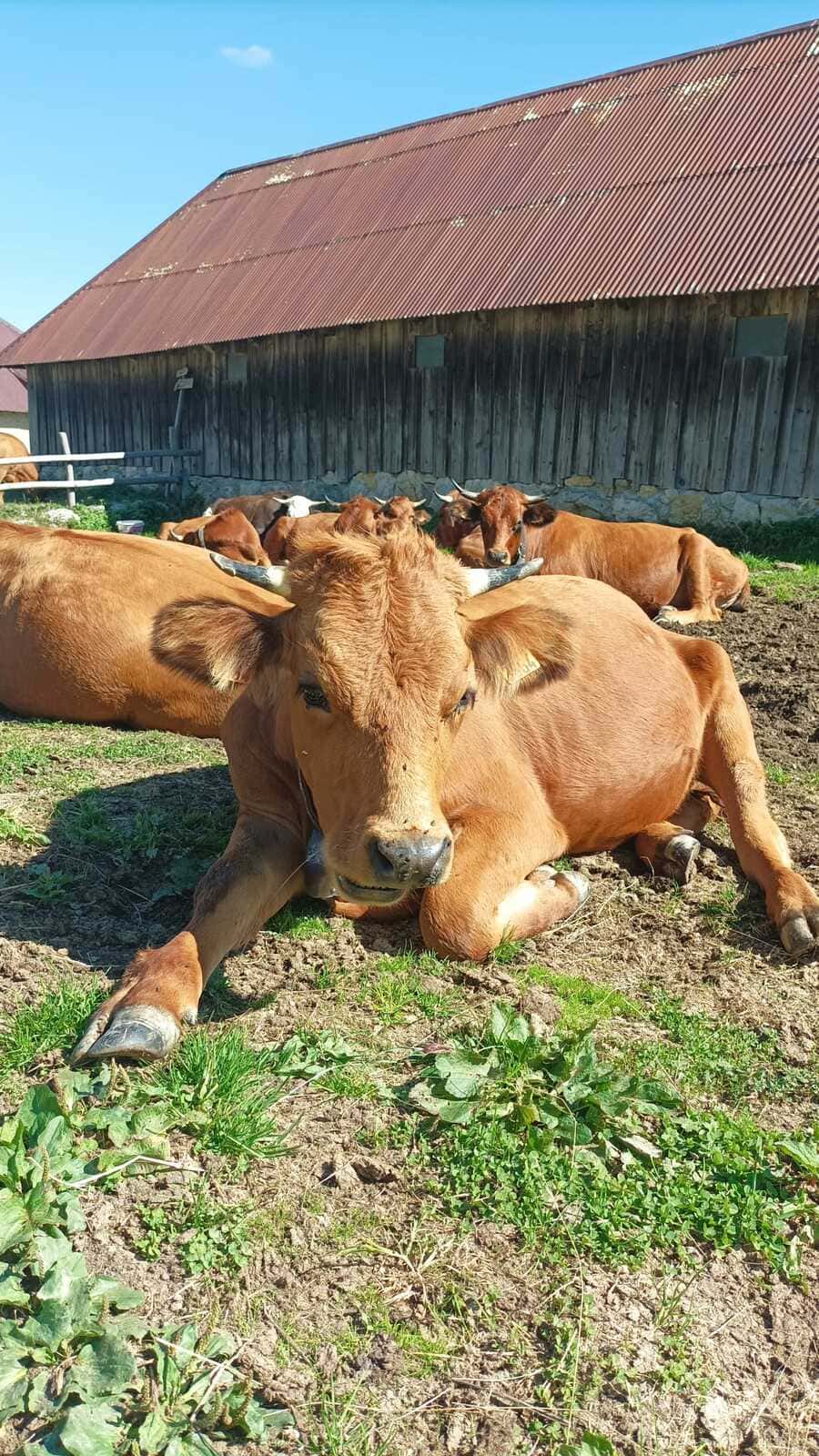 vaches tarine pointe de la galoppaz
