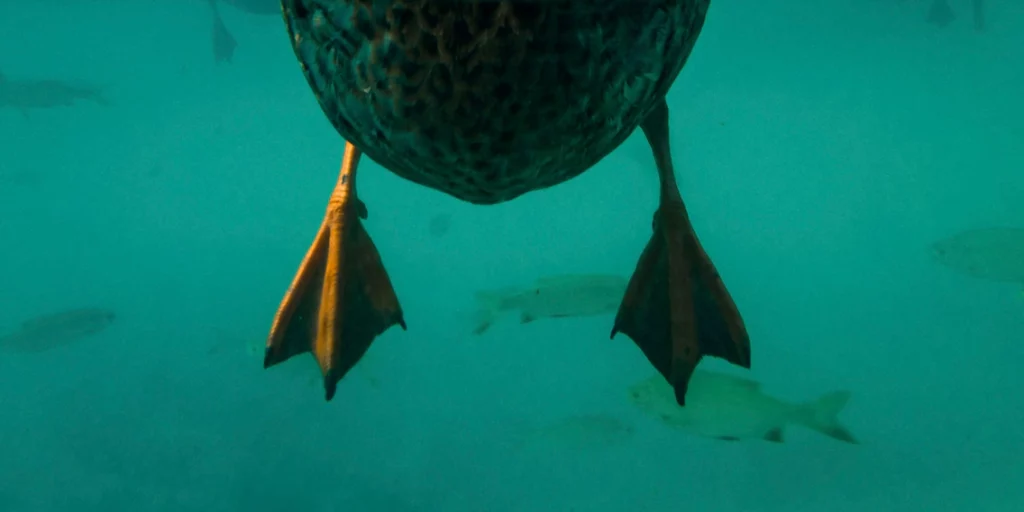 Puces de canard au lac du Bourget