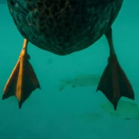 Puces de canard au lac du Bourget