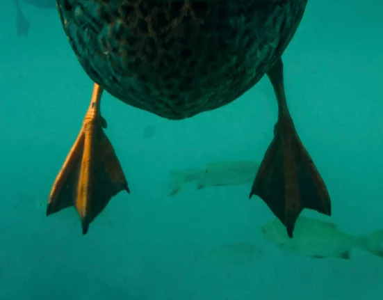 Puces de canard au lac du Bourget