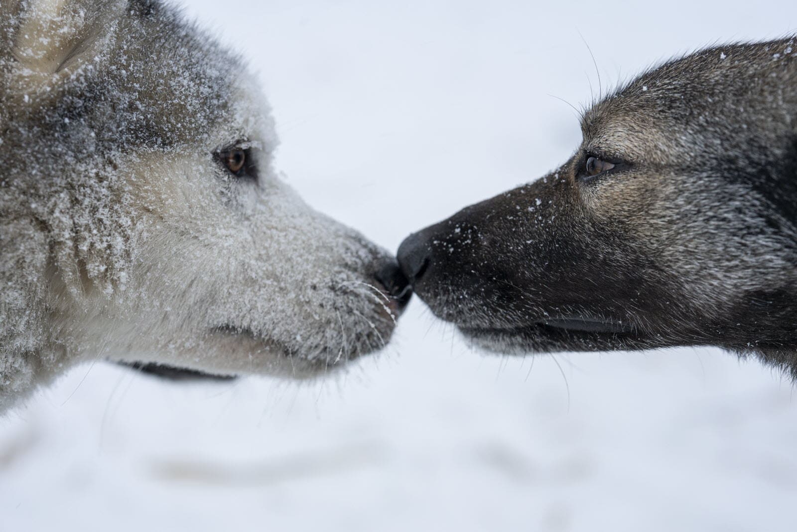 Grande Odyssée Revard Féclaz benoit-diacre