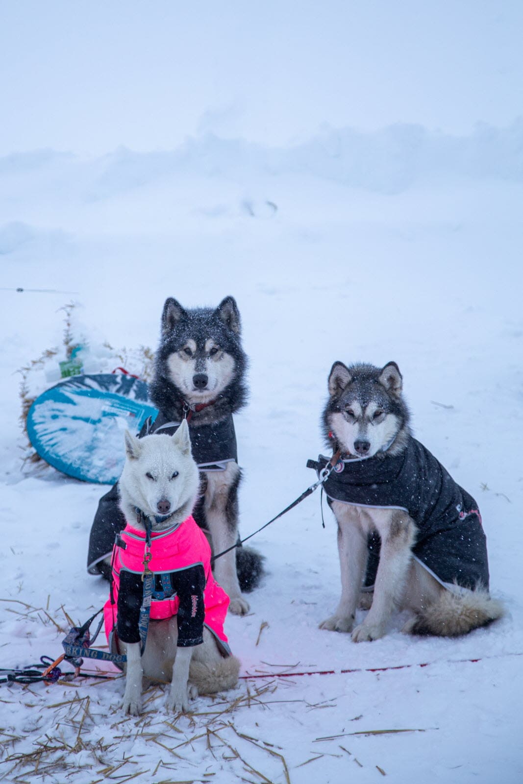 Grande Odyssée Revard Féclaz fx-repellin