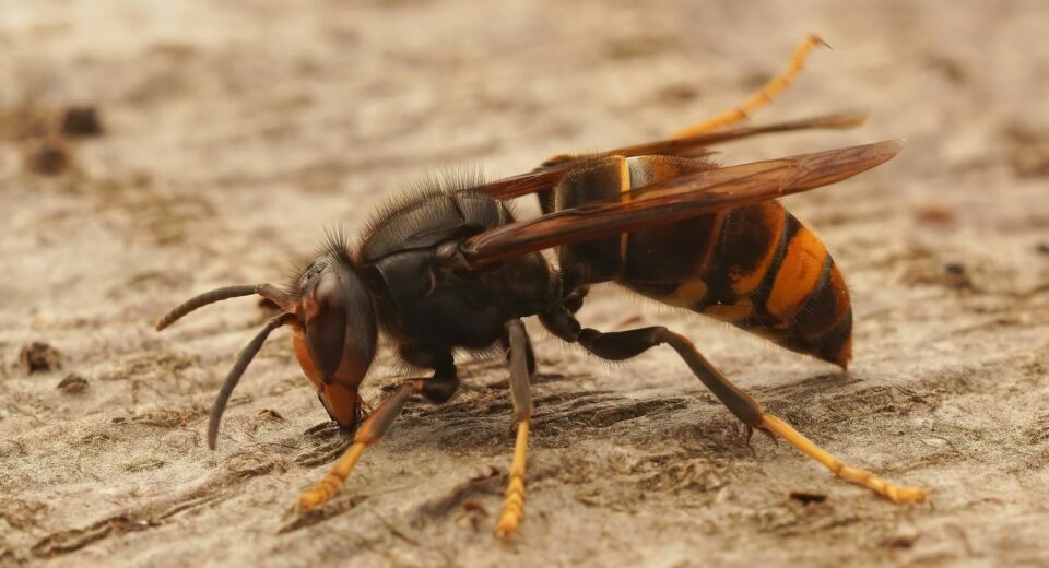 Lutte contre le frelon asiatique : repérage des nids primaires et lancement du piégeage de printemps 2026