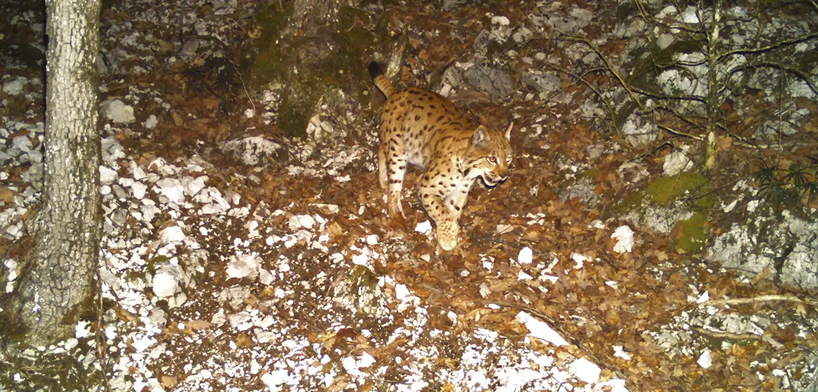 Ciné-débat : « Chasseurs - Proies - Lynx »
