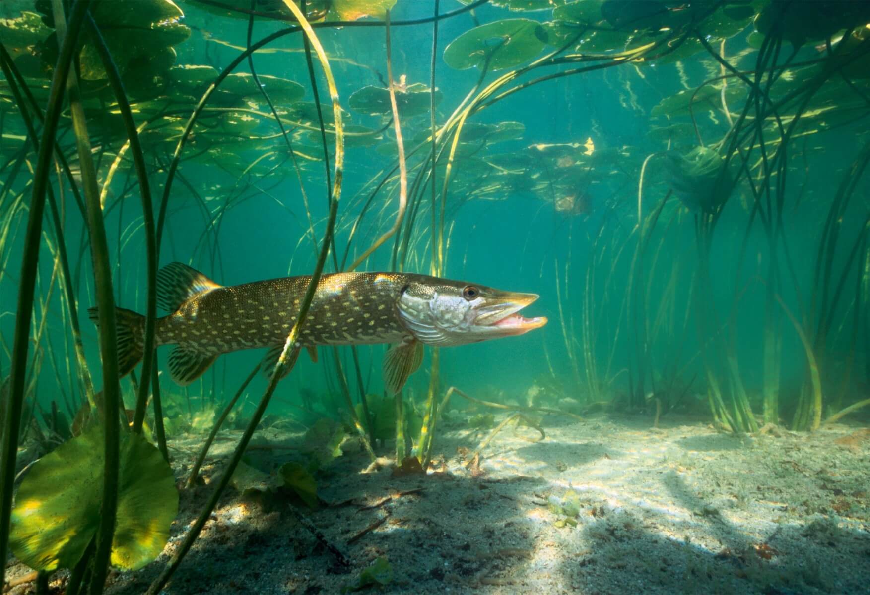 Brochet Lac du Bourget
