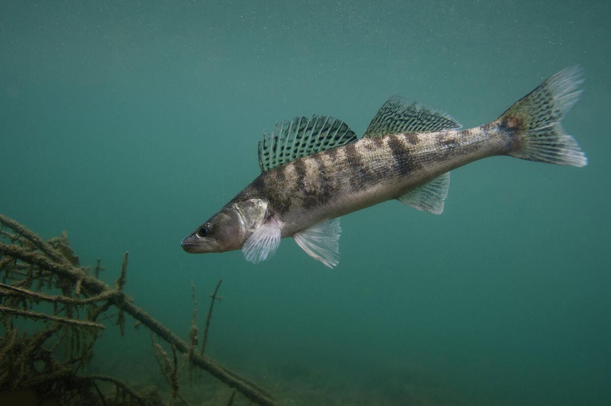Sandre poisson lac du bourget