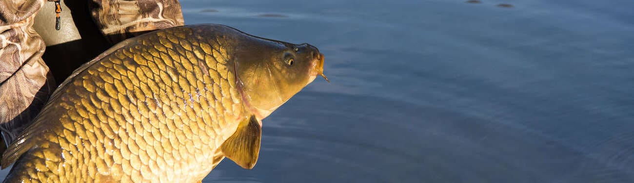 carpe lac du bourget