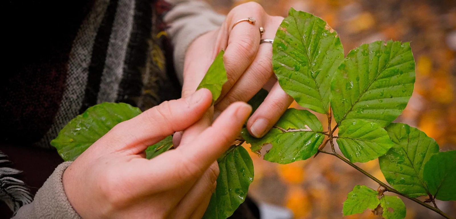 Chantier nature avec l'ONF à la forêt de Corsuet