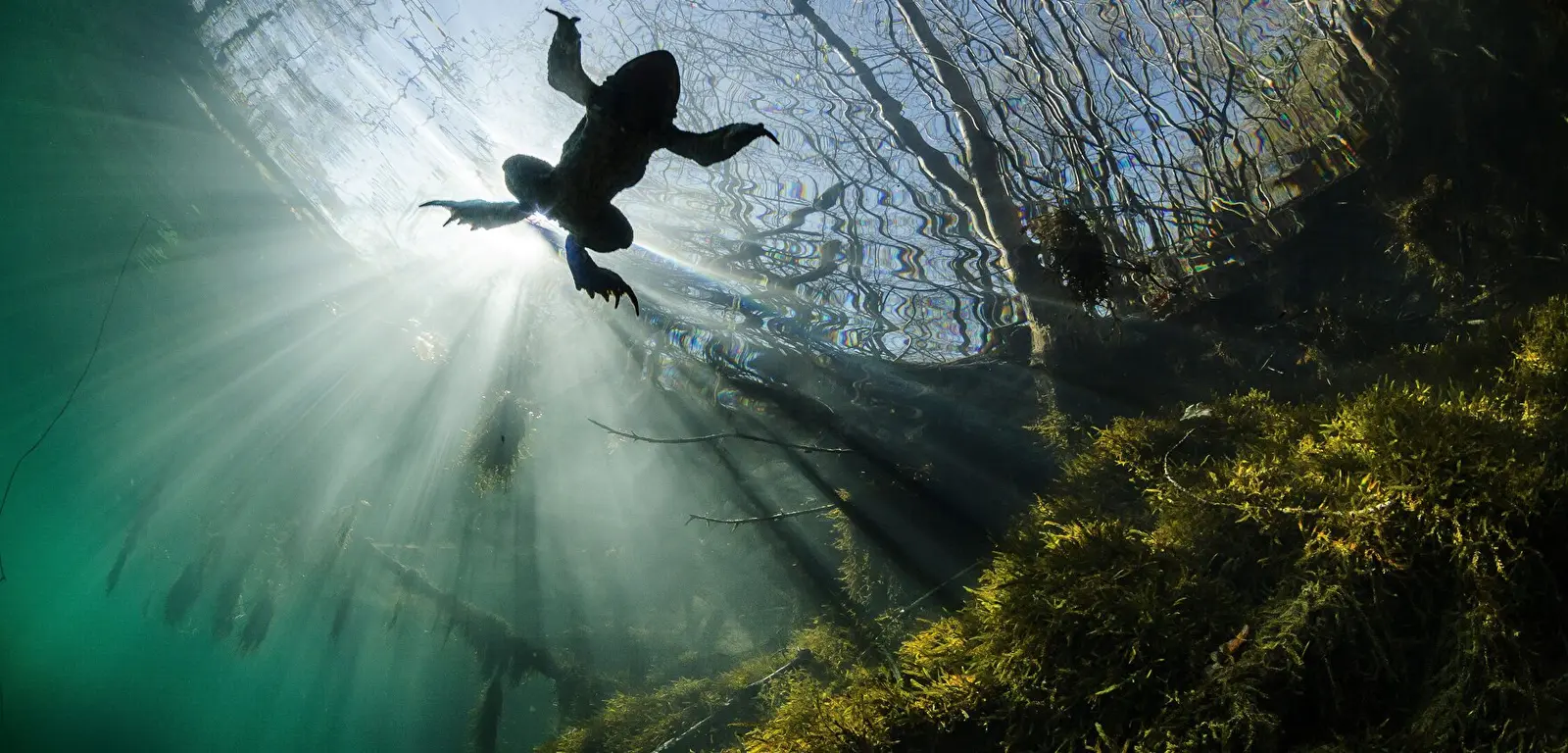 Exposition « Six pieds sous l’eau, la vie » à Aix-les-Bains