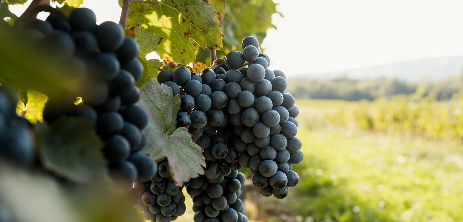Lancement de Vignobles en Scène à Aix-les-Bains